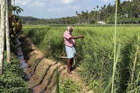 Planète (Asie) - En Inde, un État de 25 millions d’habitants passe en 100% bio