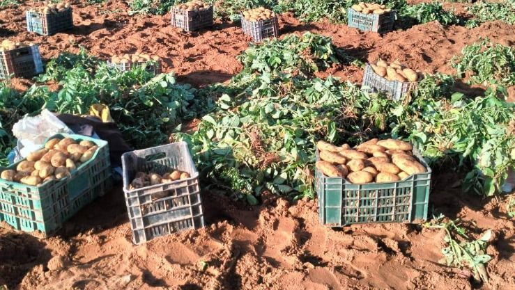 ردا على بعض التجار المضاربين.. الانطلاق في جني محصول البطاطا بمستغانم