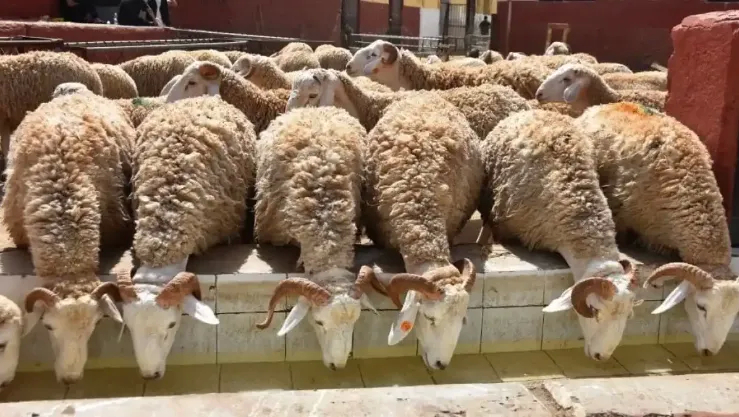 فتح التسجيلات للمواطنين بالبلديات لإقتناء الأضاحي المستوردة