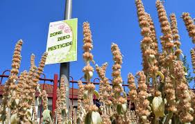 Planète - Pesticides: L’UE continue d’exporter des milliers de tonnes de produits interdits sur son propre sol