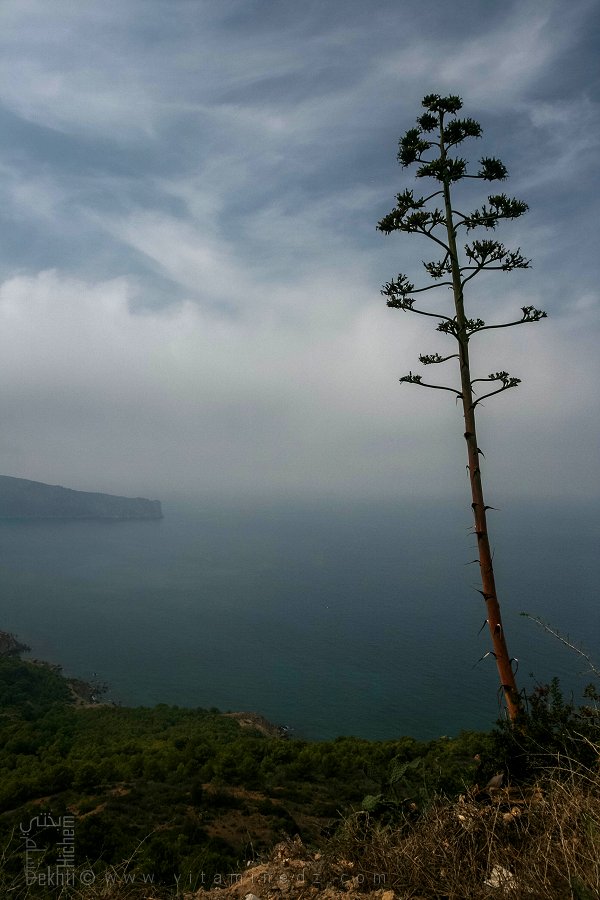Le Cap Noé et la Table Interdite : L’Algérie, Refuge Secret des Prophètes du Déluge ?