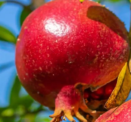 Les bienfaits de la grenade pour la santé