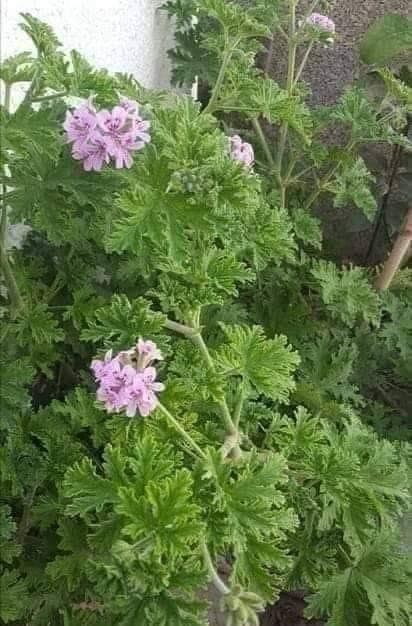 فوائد نبات العطرشة (عشبة العطرة)