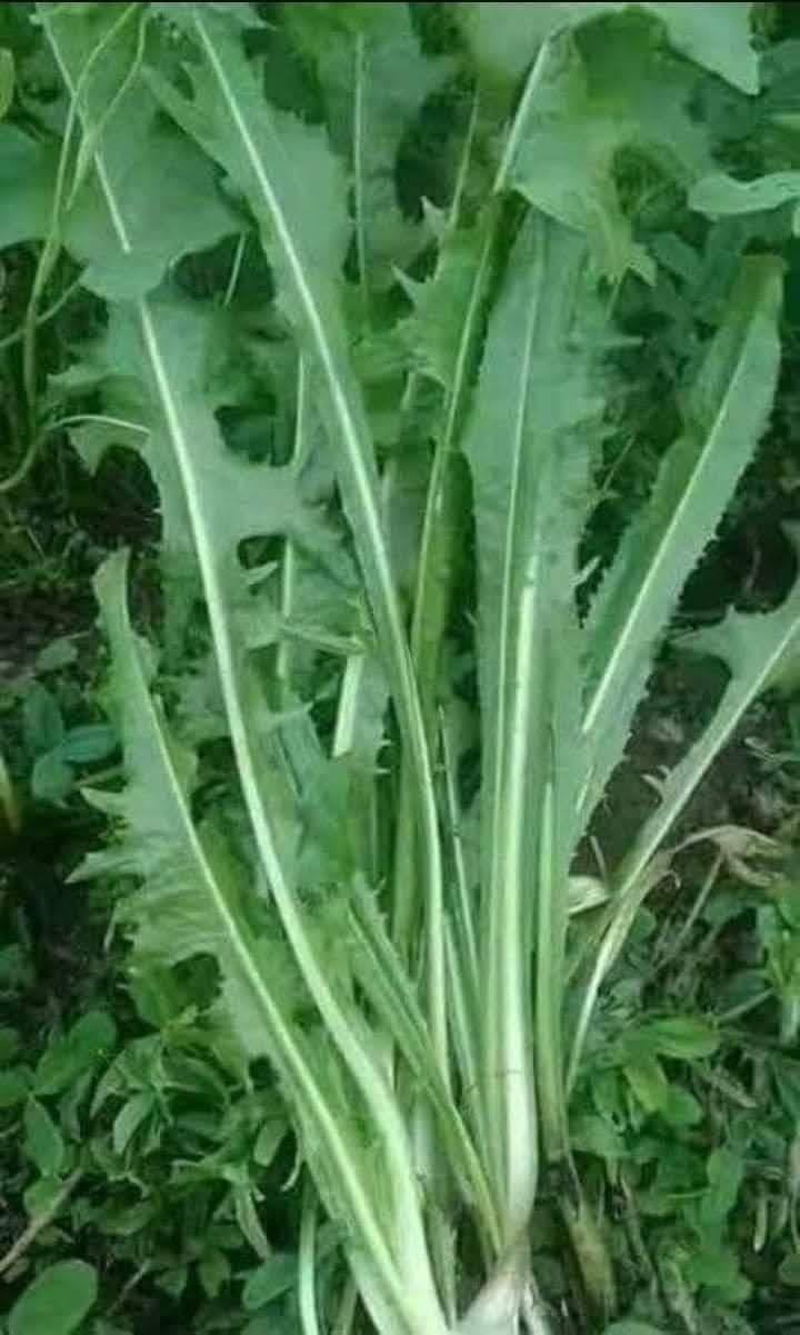 La chicorée sauvage (السريس – الهندباء) : une plante oubliée aux vertus étonnantes