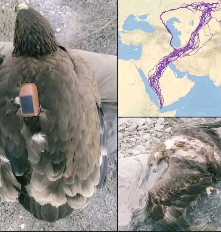 L’aigle qui refusa la mer