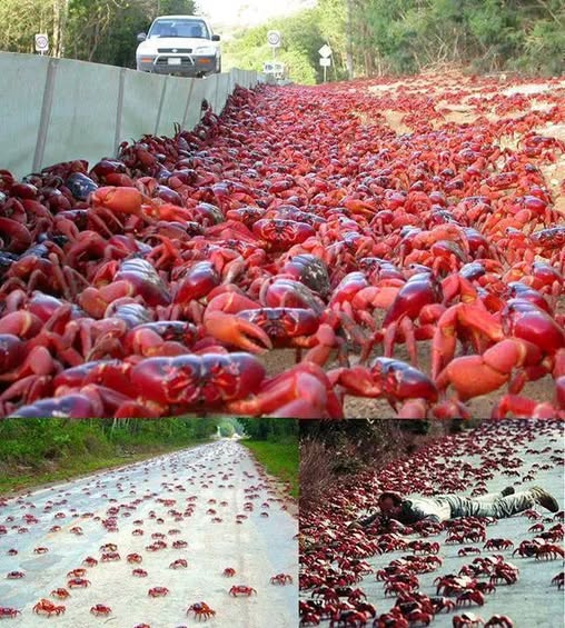 L’incroyable migration des crabes en Australie!