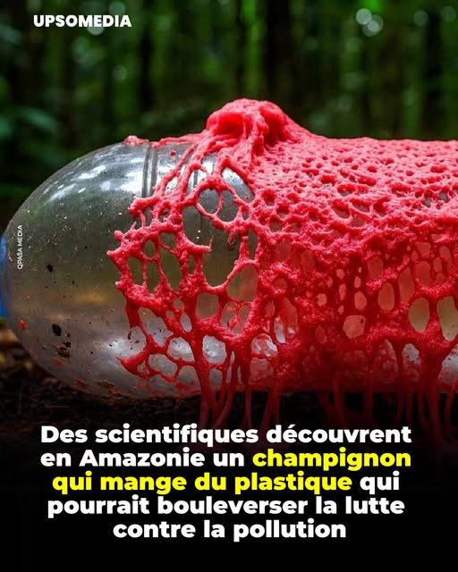 Le champignon Pestalotiopsis microspora