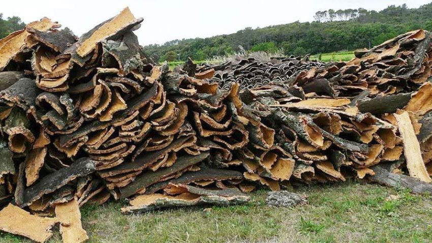 Algérie (Wilaya El Tarf) -  La production de liège a plus que doublé