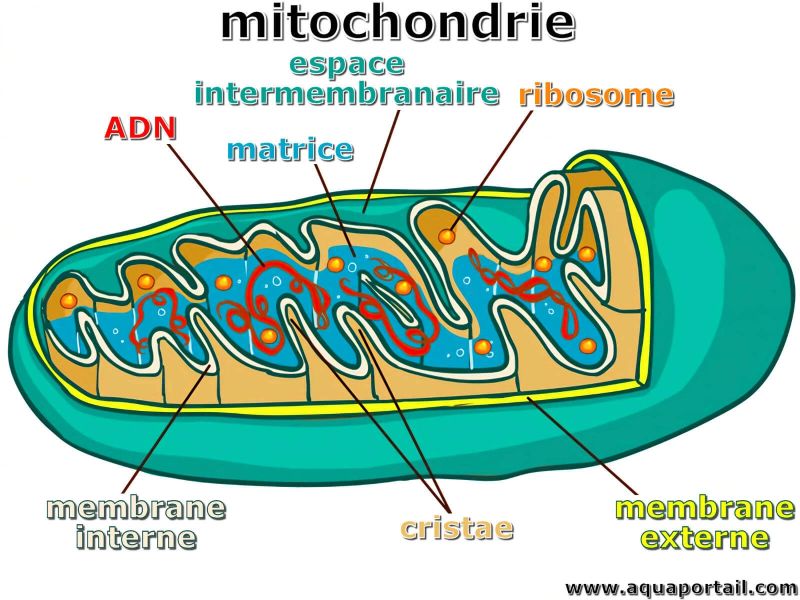 MITOCHONDRIE
