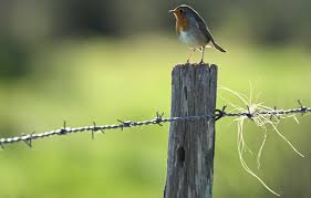 Planète (Europe) - Pesticides: Depuis l’interdiction des néonicotinoïdes, la population d’oiseaux s’est remplumée en France