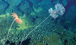 Planète - «L’exploitation des fonds marins menace des millions de kilomètres carrés»