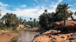 Algérie (Tiout/Naâma) -  Vaste opération d’aménagement de l’oasis