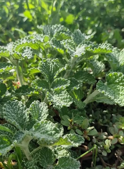 La plante de la marjolaine blanche (mériout) : un végétal traditionnel aux usages variés