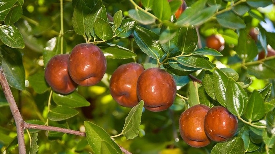 Algérie (Constantine) - Djenane Dardar: Plantation de deux jeunes plants de Jujubier 