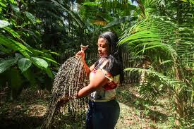 Planète (Brésil/Amérique du Sud) - Ils réparent l’Amazonie grâce à l’agroforesterie