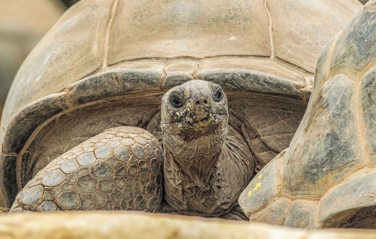Planète - A l’image de la tortue Gramma, quels sont les animaux ayant une longévité exceptionnelle ?