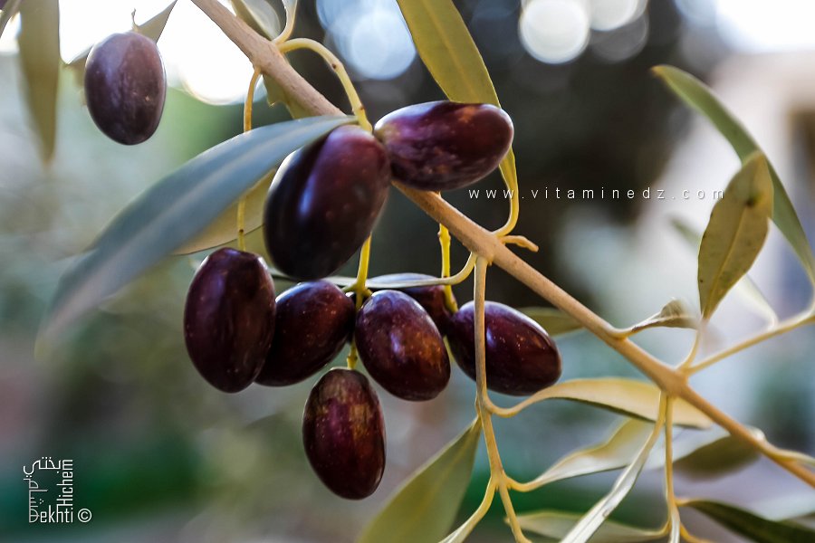 Les meilleures olives pour une huile d’olive d’exception