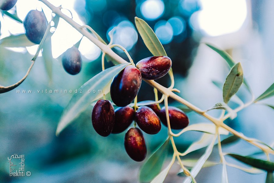 أفضل أنواع الزيتون لإنتاج زيت زيتون ممتاز