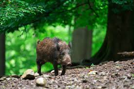 Planète (Europe) - «Les prochains jours seront cruciaux»: l’Espagne face à la peste porcine africaine