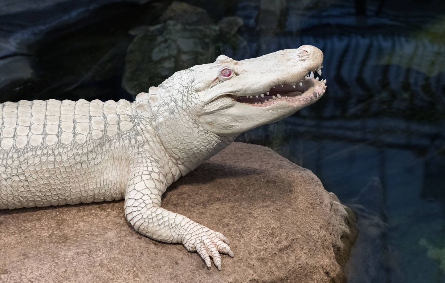 Planète (Etats-Unis/Amérique du Nord) - L’alligator albinos le plus célèbre du monde est mort à 30 ans, à San Francisco