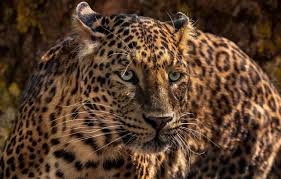 Planète (Etats-Unis/Amérique du Nord) - Un nouveau jaguar observé en Arizona, un espoir pour cette espèce menacée