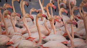 Planète (Europe) - La biodiversité continue de s’effondrer en France, mais les populations d'espèces protégées augmentent fortement, selon le WWF