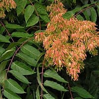 Planète - Résumé:  L'ailante, ou faux vernis du Japon, est un arbre envahissant connu pour sa croissance rapide et ses effets néfastes sur l'environnement.