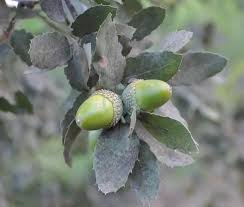 Algérie (Wilaya de Tizi Ouzou) -  65e anniversaire des évènements du 11 décembre 1960 et Journée internationale de la montagne:  Plus de 1.000 arbres plantés entre Chêne liège, Cèdre...