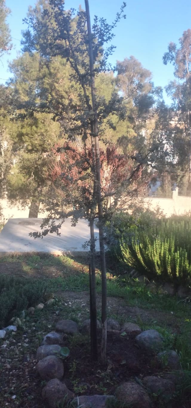 Algérie (Constantine) - Traitement d'un talus: Je lance un appel pour acquérir une douzaine de jeunes plants de Chêne vert