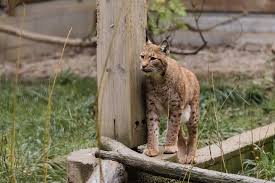 Planète (Europe) - Les voitures fauchent les derniers lynx de France