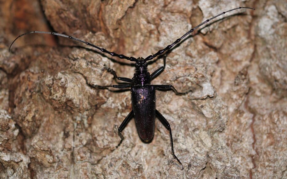 Planète (France/Europe) - Pour protéger le Grand capricorne, un chêne centenaire de la Sarthe transformé en hôtel à insectes