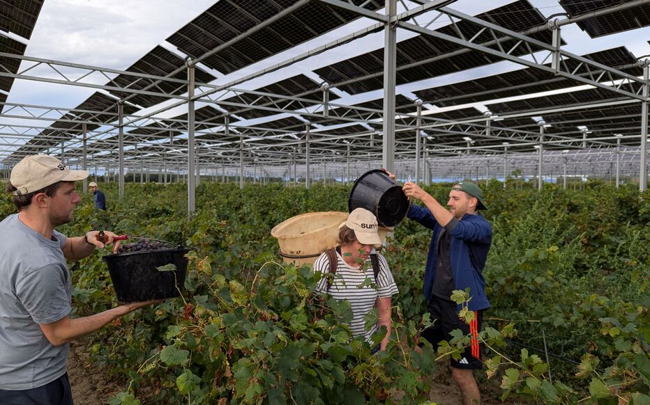 Planète (France/Europe) - «Un complément de revenu pour les viticulteurs»: les vignerons des Côtes-du-Roussillon ouverts à l’agrivoltaïsme