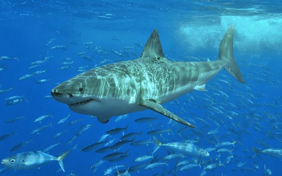Planète - Commerce de requins et raies: des mesures internationales renforcent la protection de plus de 70 espèces