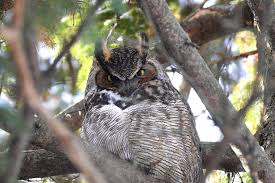 Planète (Canada/Amérique du Nord) - Visite rare d’un grand-duc au Jardin botanique de Montréal