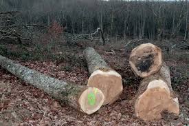 Algérie (Sidi Lakhdar/Mostaganem) -  Les pilleurs de bois sévissent sans relâche