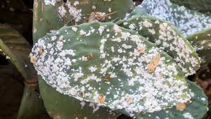 Algérie (Aïn El Kerma/Oran) -  Lancement d'une campagne de lutte contre la cochenille du cactus (Figuier de Barbarie)