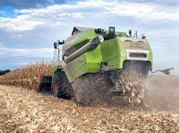 Algérie (Adrar) - Campagne de moisson à Timimoun : Une moisson de plus de 220.000quintaux de maïs attendue