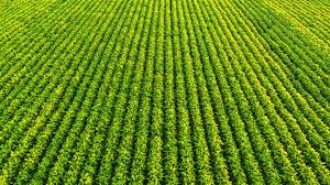 Planète (Amérique du Sud) - Brésil: deux géants internationaux du soja se retirent du moratoire pour la protection de l'Amazonie