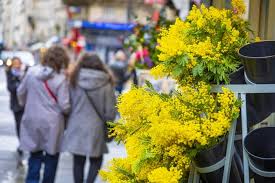 Planète (France/Europe) - Le mimosa, cette star des jardins qui cause des ravages