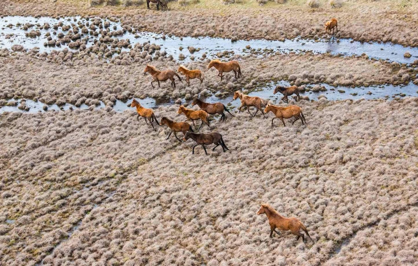 Planète (Australie/Océanie) - Après l’abattage aérien de milliers de chevaux sauvages, un parc australien retrouve peu à peu ses paysages