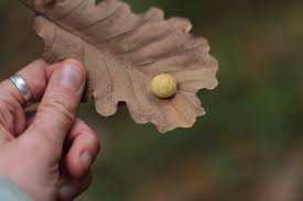 Planète - Pour chaque dollar investi dans la protection de la nature, 30 dollars sont dépensés pour la détruire