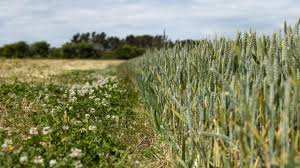 Planète (Europe) - Royaume-Uni: «Malgré les réglementations, nous échouons à protéger les écosystèmes vitaux»
