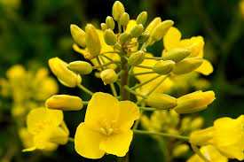 Algérie (Wilaya de Tissemsilt)  - Tournesol, colza: une première expérience réussie