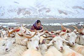 Planète (Asie) - Cachemire: une mode qui fait des dégâts en Mongolie