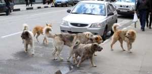 Algérie (Wilaya d'Alger) - Gestion des chiens errants: La wilaya adopte une stratégie scientifique du bien-être animal