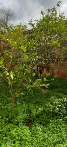 Le trèfle à quatre feuilles dans le jardin : bienfaits, risques et méthodes pour s’en débarrasser