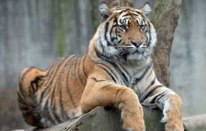 Planète (Vietnam/Asie) -  Deux hommes interpellés après la découverte de tigres congelés