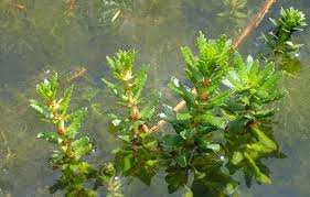 Planète (France/Europe)  -  Une nouvelle espèce de plante exotique invasive détectée dans des rivières en Bretagne