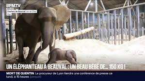 Planète (France/Europe) - Un bébé éléphant est né au zoo de Beauval: «Un moment historique» qui n’avait pas eu lieu depuis 13 ans