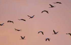 Planète (Météo) -  Peut-on faire confiance aux oiseaux pour prédire le temps qu’il va faire ?